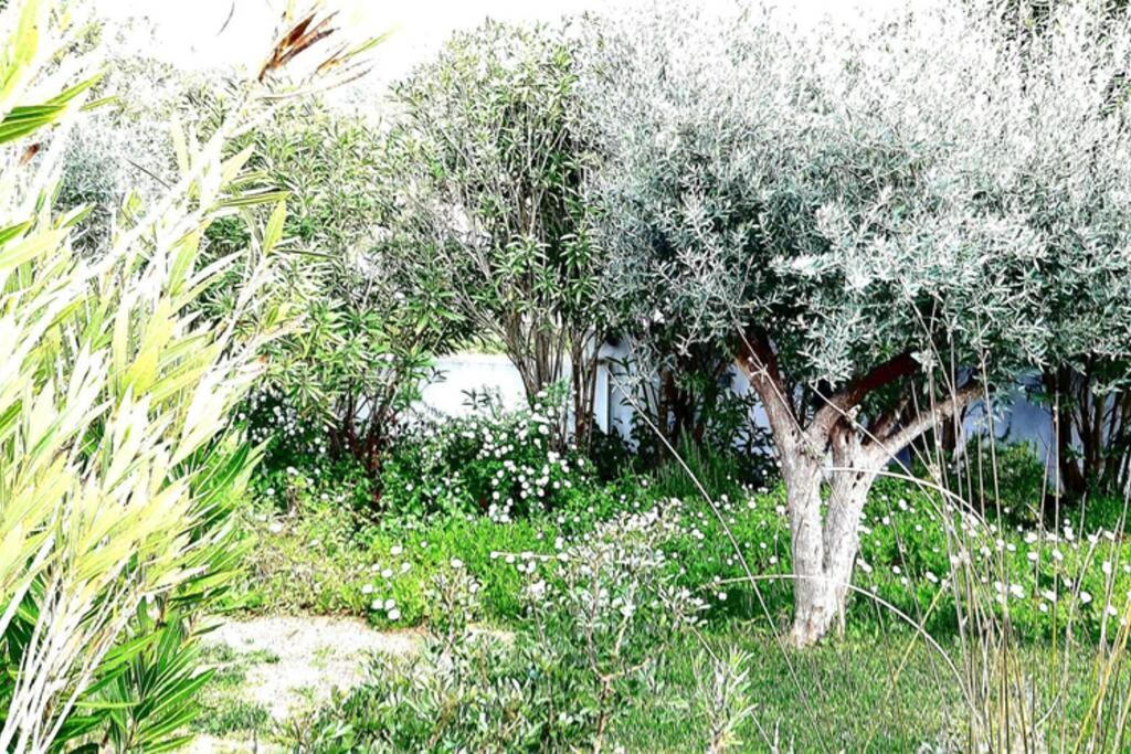 Nova De Santa Susana - * Alcacer do Sal